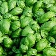 Przystawka śródziemnomorska z bazylią
