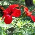 Hibiskus – najpiękniejsze zioło